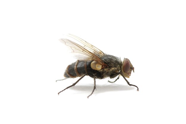 Mosca