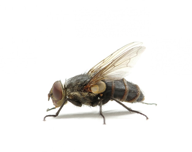 Mosca