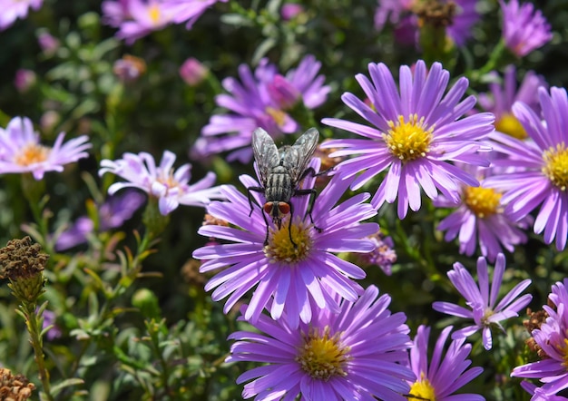 Las moscas beben néctar en las flores de color púrpura claro Los insectos polinizan las flores
