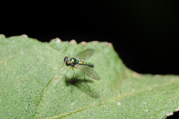 moscas de pernas longas