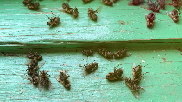 Foto moscas muertas en el alféizar de la ventana en primavera