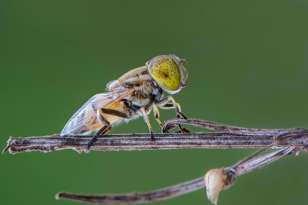 moscas voladoras en ramitas