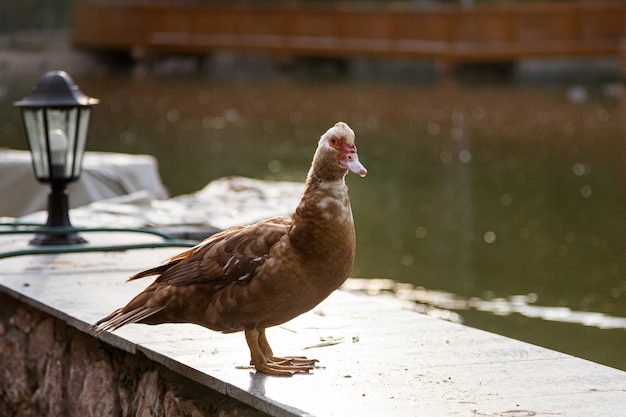 Moschusente mit einem roten Gesicht geht nahe einem großen Teich