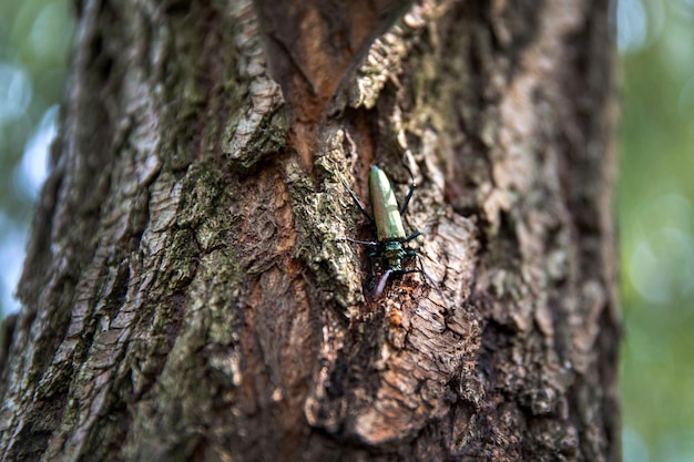 Moschuskäfer Aromia moschata Nahaufnahme