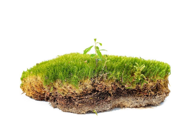 Mosco verde natural del bosque con brote de lingonberry aislado en blanco