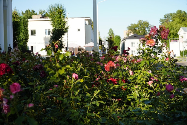 Moscou Rússia 29 de agosto de 2022 Canteiro de flores perto do Pavilhão No 32 Cosmos no VDNH