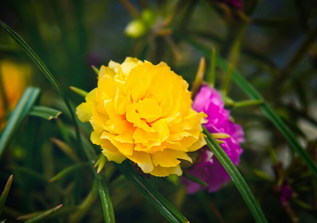 Mose rose Portulaca floreciendo en el jardín Campo de verdolaga de rosa de musgo mixto de flores amarillas florecientes