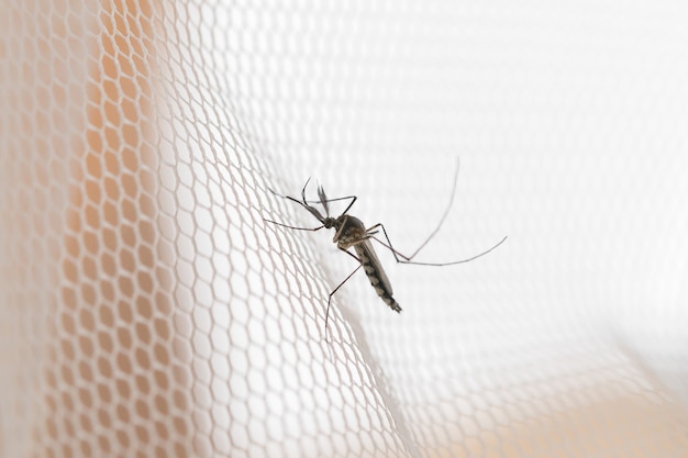 Foto moskito auf weißem moskitodrahtgeflecht, netz. moskito-krankheit ist träger von malaria