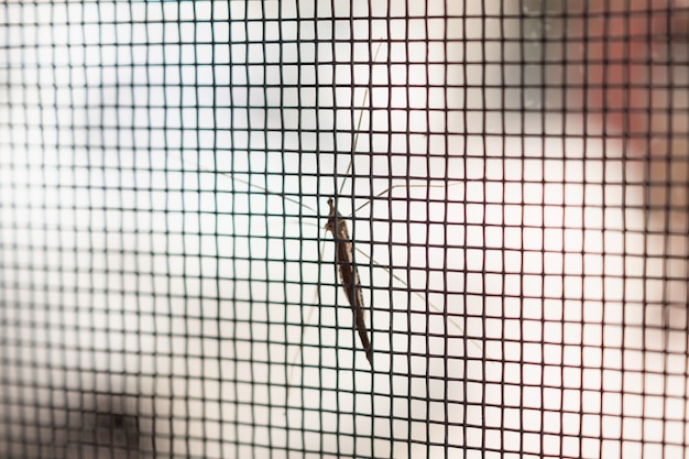 Moskitonetz Drahtgitter am Hausfenster Schutz gegen Insekten