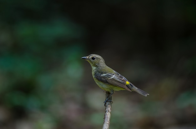 Mosquero rayado amarillo macho (Ficedula zanthopygia)