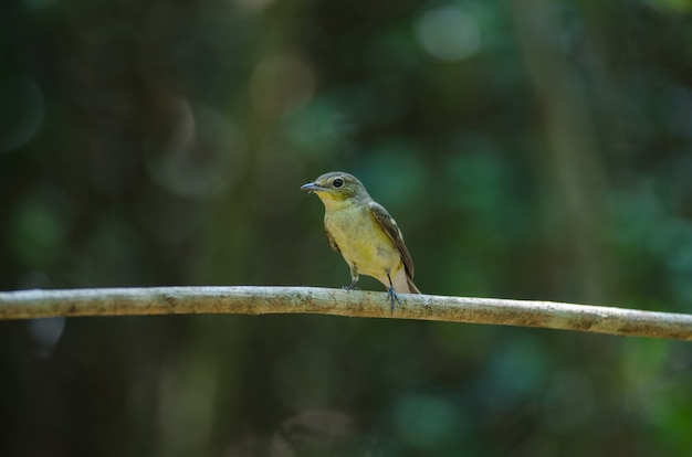 Mosquero rayado amarillo macho (Ficedula zanthopygia)