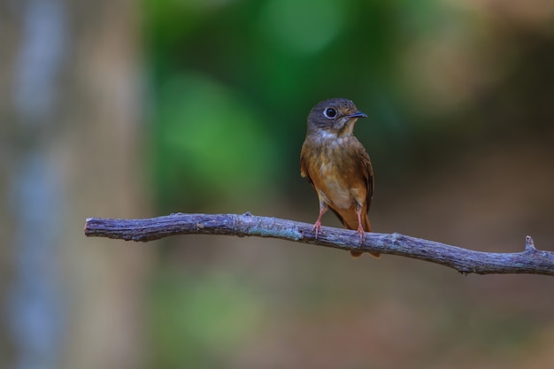 Mosquetero de lado oscuro (Muscicapa sibirica), parado sobre una rama