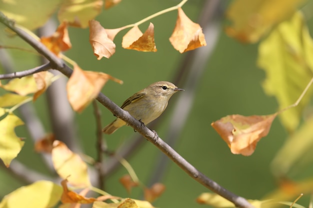 El mosquitero común (Phylloscopus collybita) se asienta sobre una rama rodeada de hojas amarillas de otoño