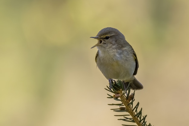 Foto mosquitero común (phylloscopus collybita) sentado en una rama de pino con fondo suave.