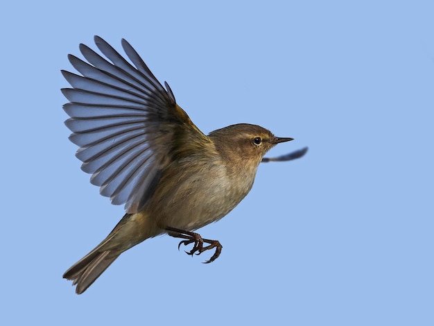 Mosquitero común Phylloscopus collybita