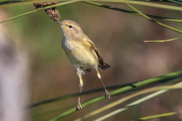 Mosquitero ibérico (Phylloscopus ibericus) Córdoba, España