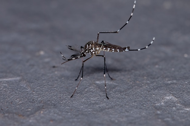 Mosquito adulto de la fiebre amarilla de la especie Aedes aegypti