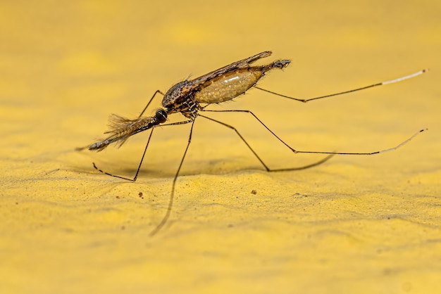 Foto mosquito adulto de la malaria