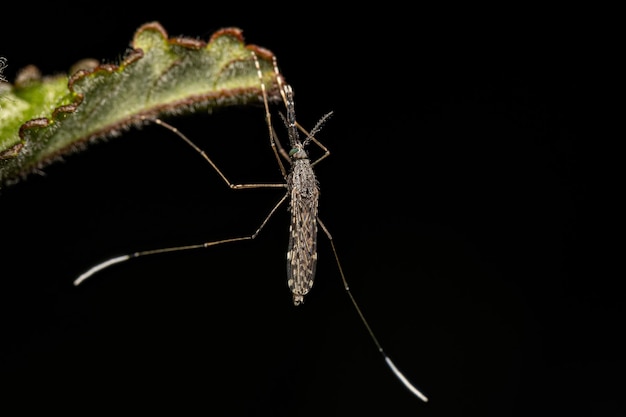 Mosquito adulto de la malaria