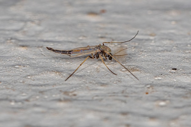 Mosquito adulto que no muerde de la familia Chironomidae