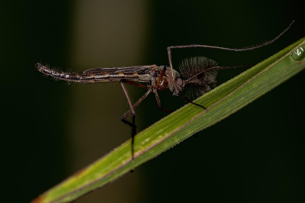 Mosquito adulto que no muerde de la familia Chironomidae