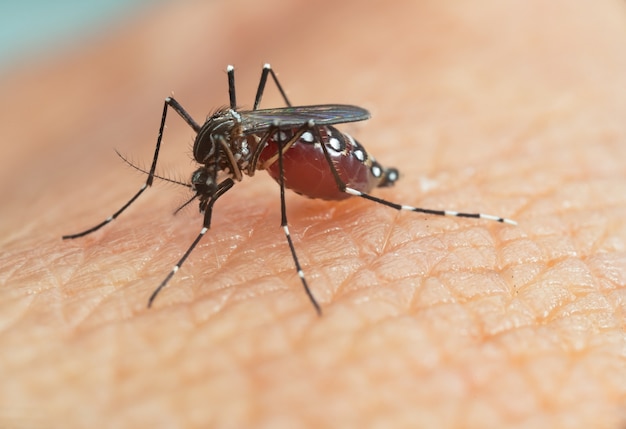 Mosquito Aedes aegypti. Feche um Mosquito sugando sangue humano