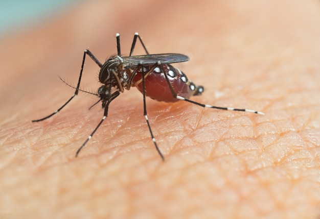 Foto mosquito aedes aegypti. feche um mosquito sugando sangue humano