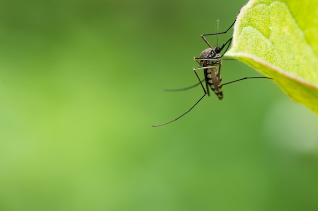 Mosquito Aedes aegypti