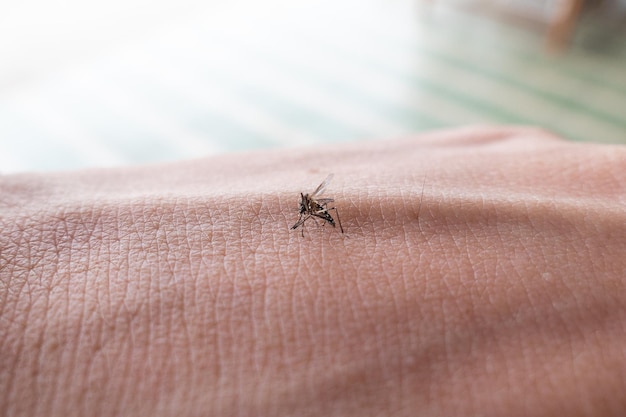 Mosquito Aedes sugando sangue humano na pele