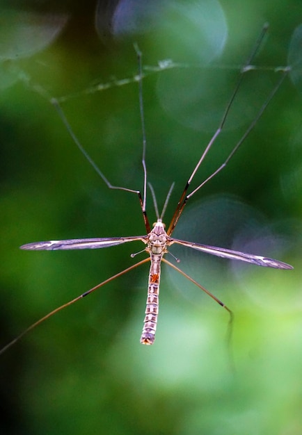 mosquito atrapado en una telaraña de fondo borroso