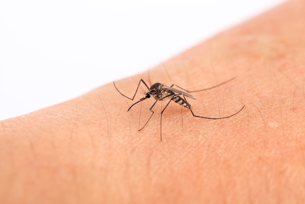 Un mosquito en el brazo humanomacro