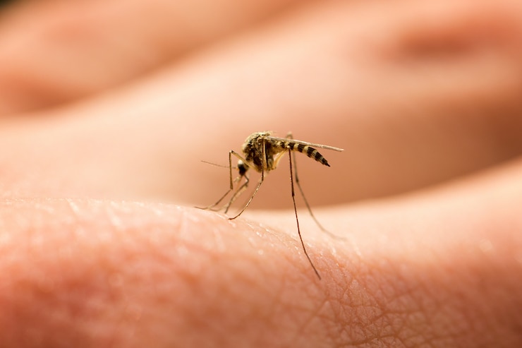 Foto mosquito chupa sangre en el brazo, plaga molesta, insecto dañino