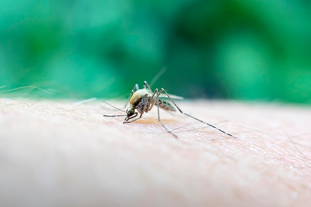 Un mosquito chupa sangre de un cuerpo humano macro foto de un mosquito en el brazo Cerrar un mosquito chupando sangre humana conjunto B2