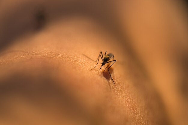 Mosquito chupando sangre