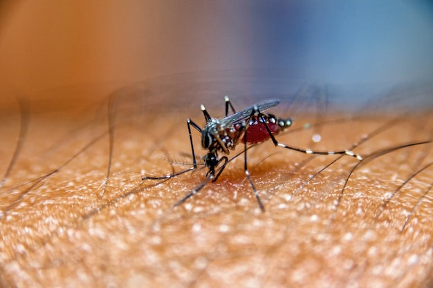 Mosquito chupando sangue na pele humana