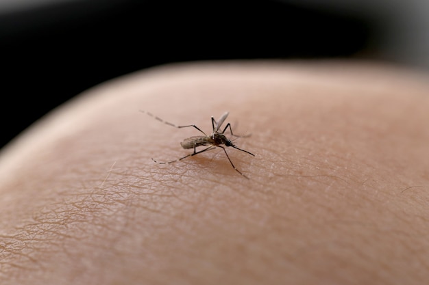 Mosquito chupando sangue.