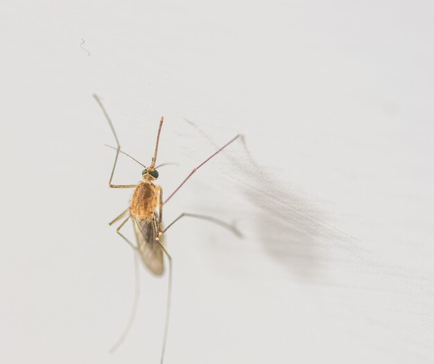 Mosquito close-up macro