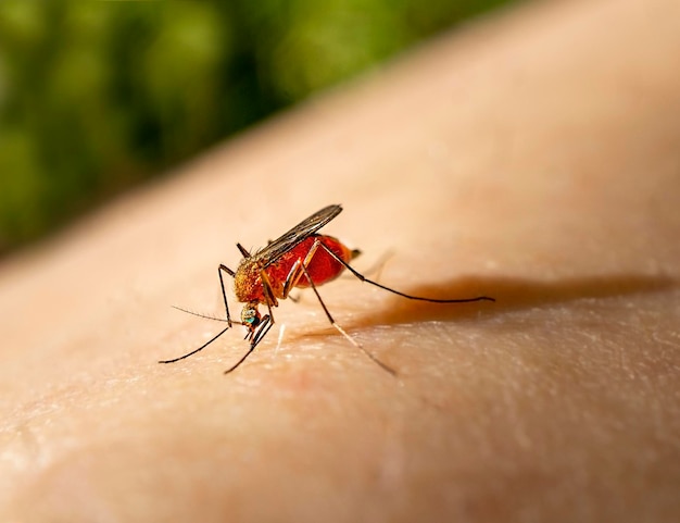 Mosquito com sangue sentado em uma mão humana fechar insetos