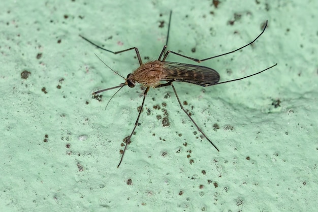 Mosquito Culicine Adulto do Gênero Culex