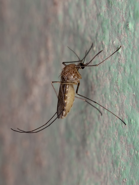 Foto mosquito culicine adulto do gênero culex