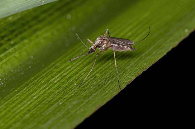 Mosquito Culicine adulto del género Aedes