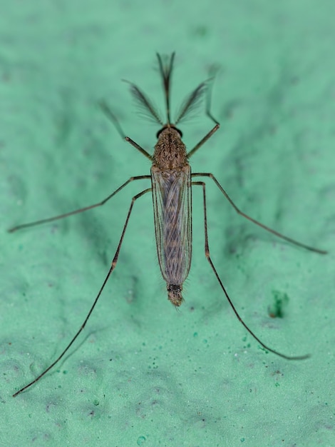 Mosquito Culicine adulto del género Culex