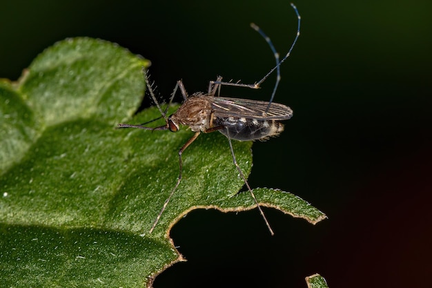 Mosquito Culicine adulto insecto de la subfamilia Culicinae