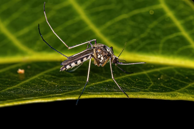 Mosquito Culinário Fêmea Adulta