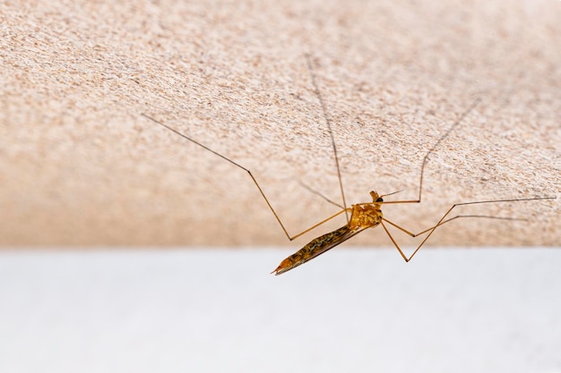 Mosquito infeccioso del dengue en una pared blanca con espacio de copia a la derecha (Culex pipiens)