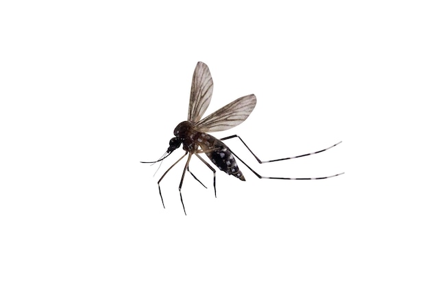mosquito isolado no fundo branco