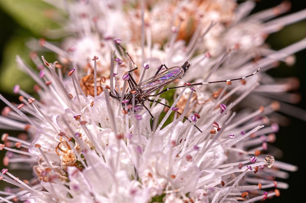 Mosquito macho adulto da febre amarela