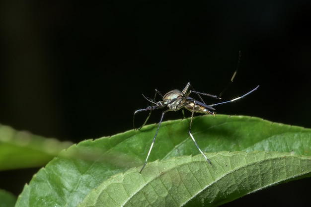 Mosquito Macro En Hoja