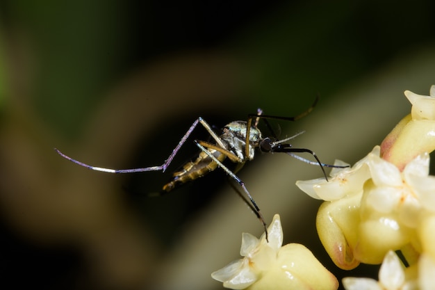 Foto mosquito macro en la naturaleza