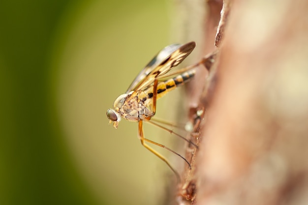 Foto mosquito macro